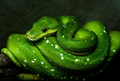 绿毒蛇